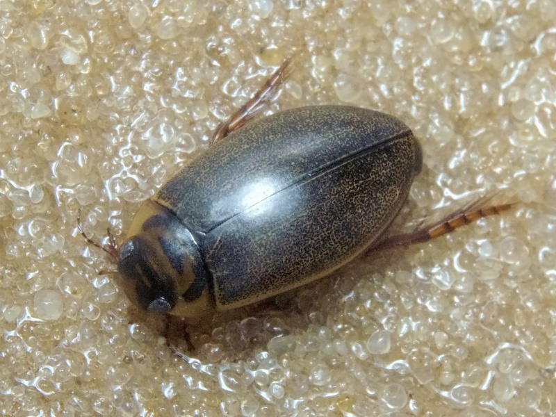 Rhantus frontalis (Marsham, 1802)